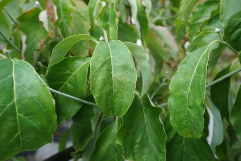 Cherokee Chief Dogwood Tree Foliage