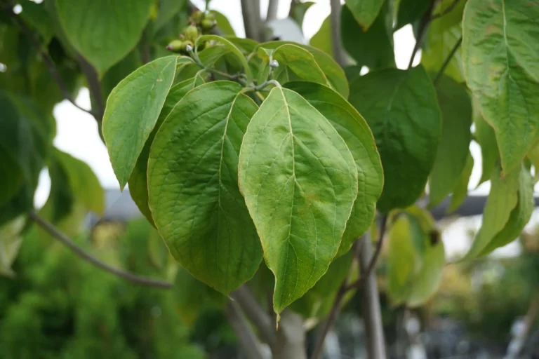 Cherokee Princess Dogwood Tree Foliage