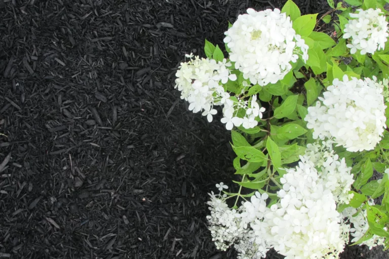 Colonial Black Mulch