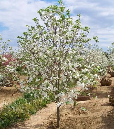 White flowers of Cherokee Princess Dogwood tree for sale near me in Lebanon PA.