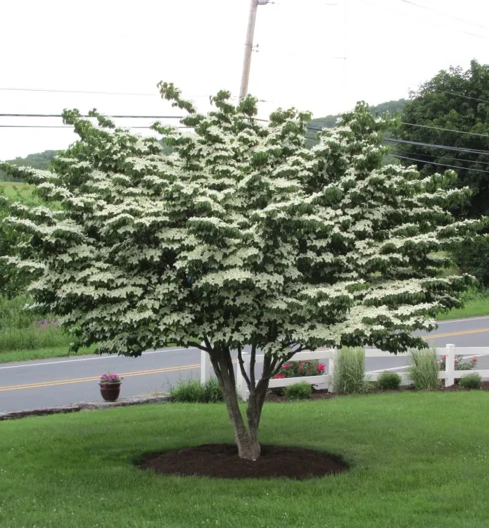 Flowers of Chinese Kousa Dogwood tree for sale near me in Lebanon PA.