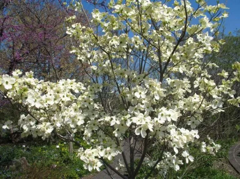 Cherokee Princess Dogwood Tree