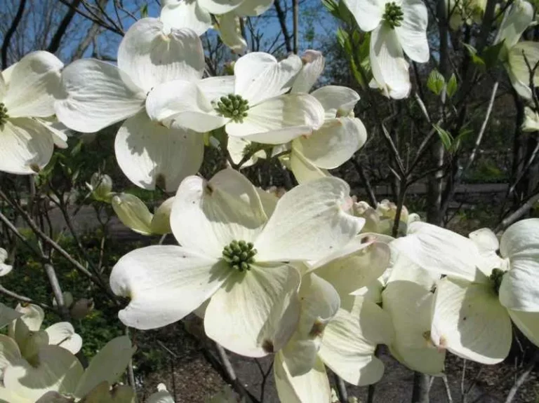 Cherokee Princess Dogwood Tree Flowers