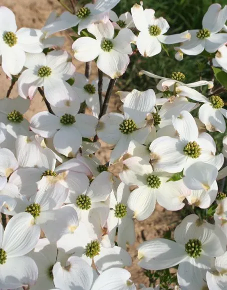 Cherokee Princess Dogwood Tree Flowers