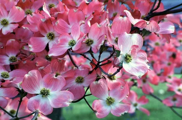 Pink Native Dogwood Tree Flowers