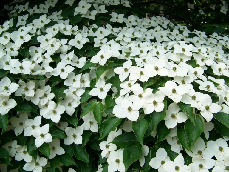 Kousa Dogwood Tree Flowers