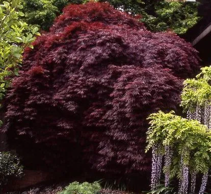 Crimson Queen Weeping Japanese Maple tree for sale near me in Lebanon PA.