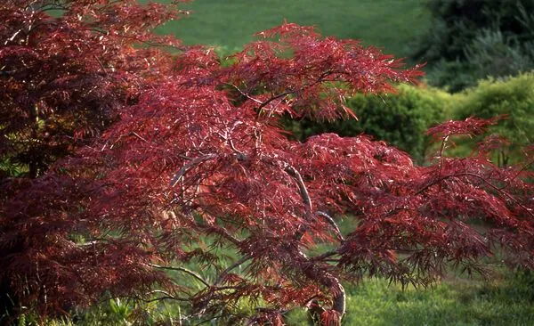 Crimson Queen Weeping Japanese Maple