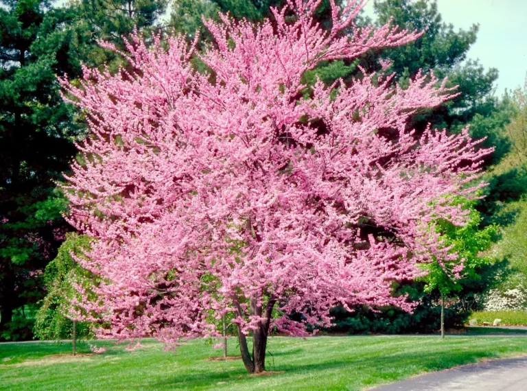 Eastern Redbud Tree