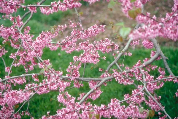 Eastern Redbud Tree Blooms