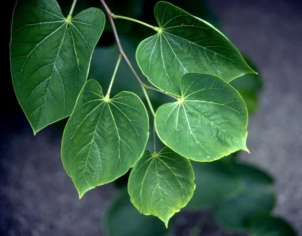 Eastern Redbud Foliage