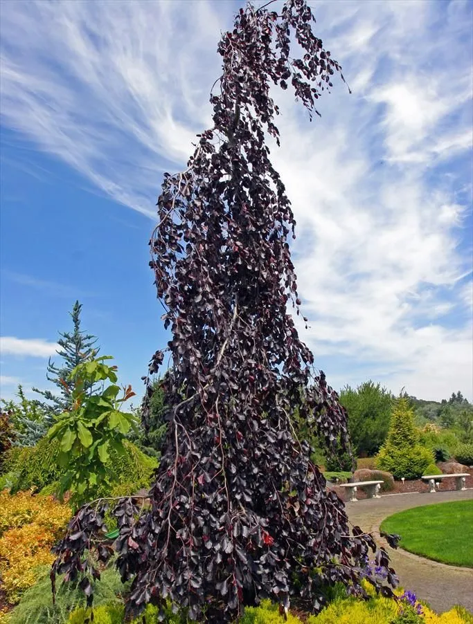 Purple Fountain Weeping Beech tree for sale near me in Lebanon PA.