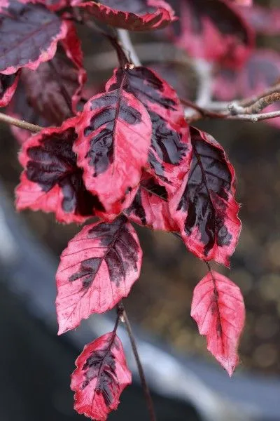 Tricolor Beech Tree Foliage
