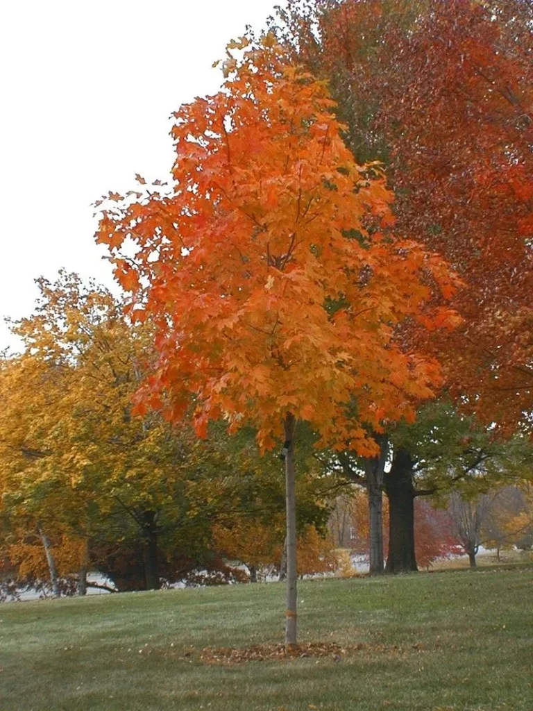Fall Fiesta Sugar Maple Tree