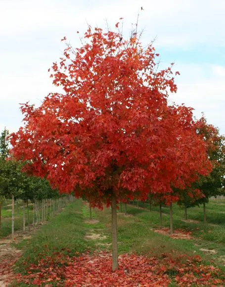 Fall Fiesta Sugar Maple Tree