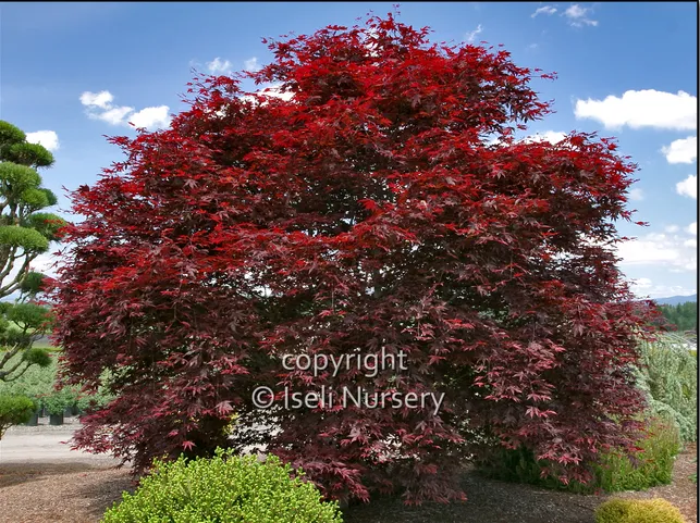Fireglow Japanese Maple Tree