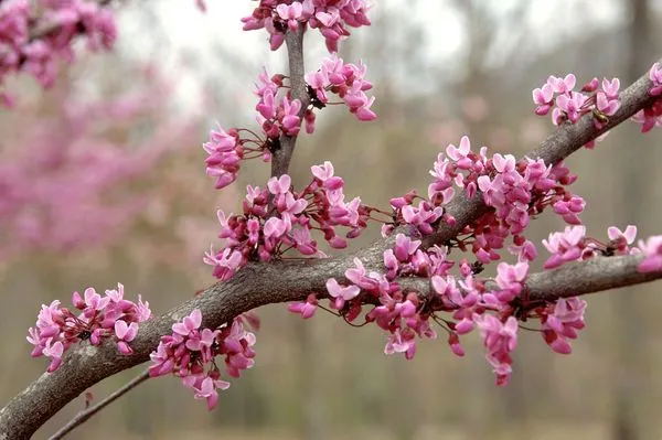 Forest Pansy Redbud Flowers