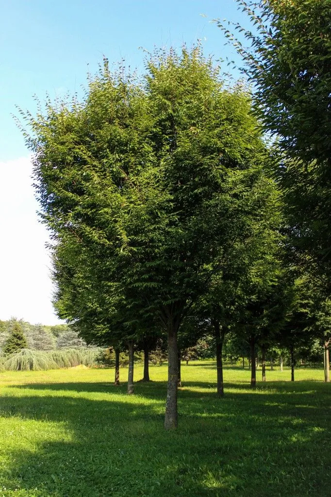 Green Vase Zelkova Tree