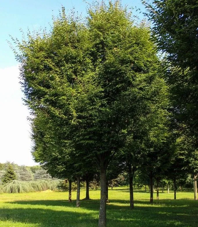 Green Vase Zelkova tree for sale near me in Lebanon PA.