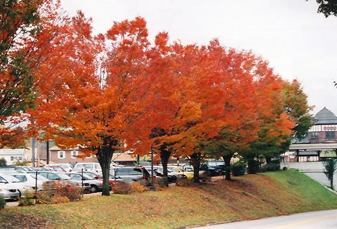 Green Vase Zelkova Tree
