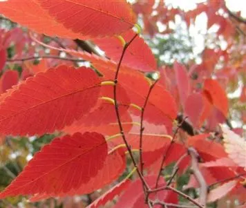Green Vase Zelkova Tree