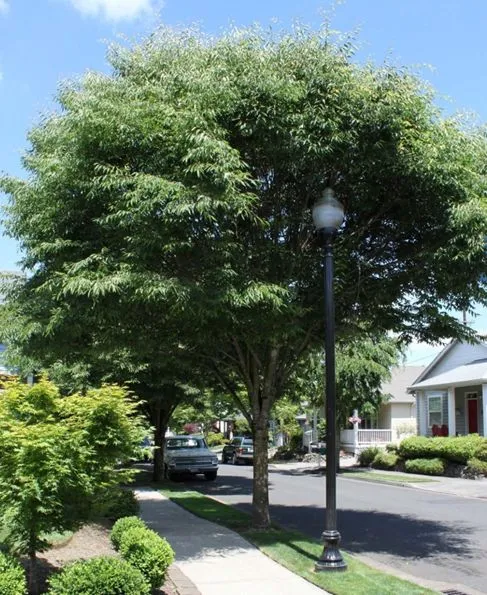 Green Vase Zelkova Tree