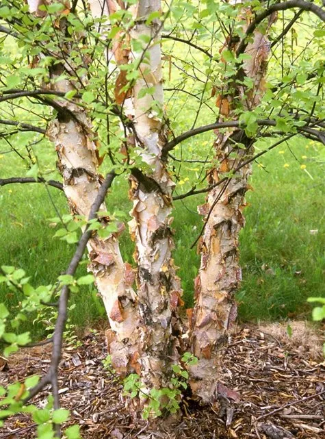 Trunk of Heritage Heat River Birch tree for sale near me in Lebanon PA.