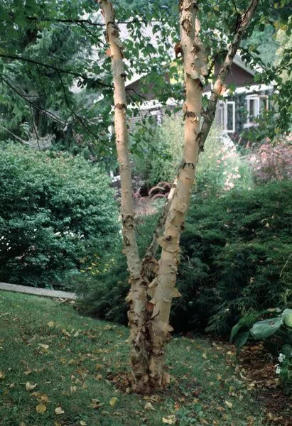 Heritage River Birch Tree