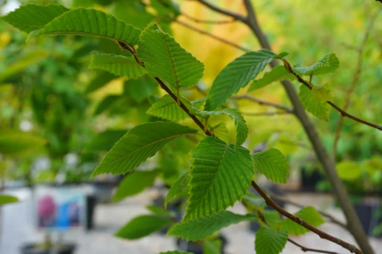 Pyramidal European Hornbeam Foliage