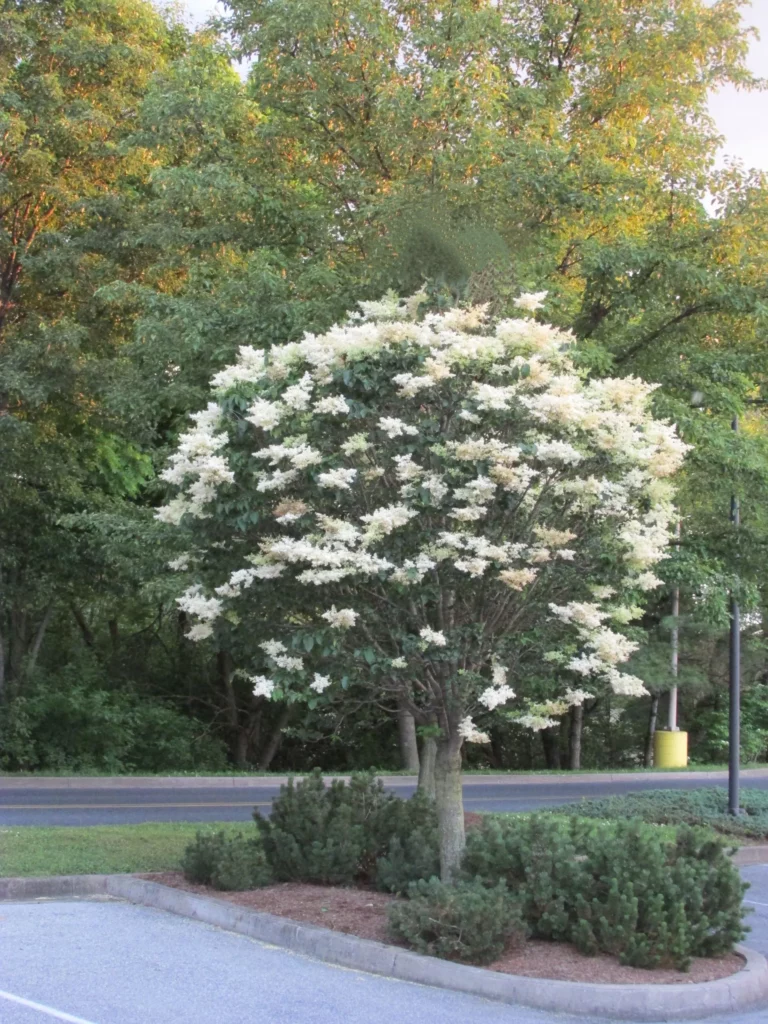 Ivory Silk Lilac Tree