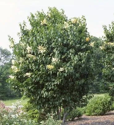 Ivory Silk Lilac Tree