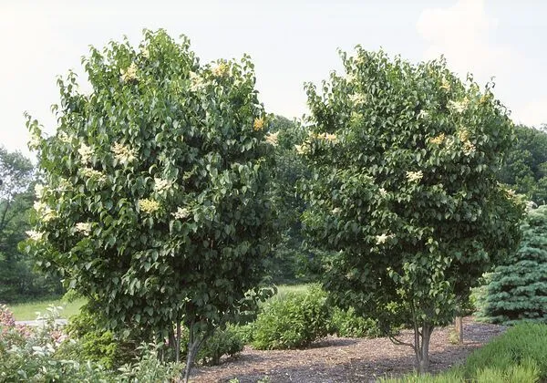 Ivory Silk Lilac Tree