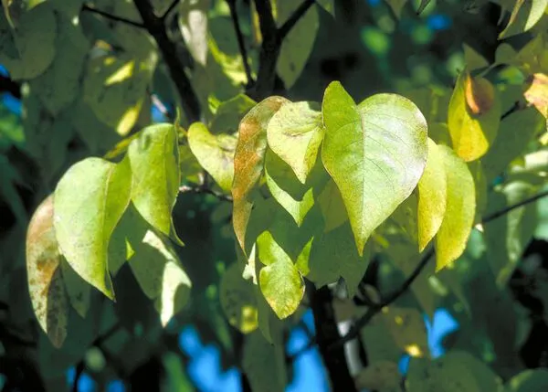 Ivory Silk Lilac Foliage