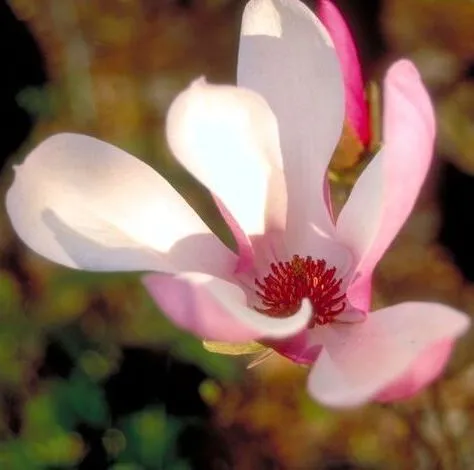 Flower of Jane Magnolia tree for sale near me in Lebanon PA.