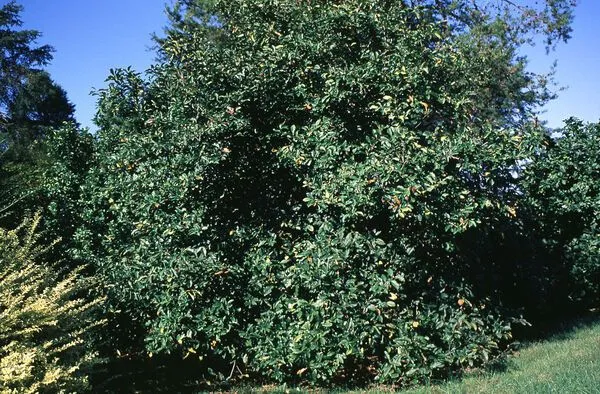 Jane Magnolia Tree