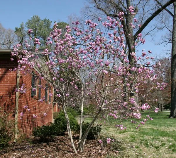 Jane Magnolia Tree