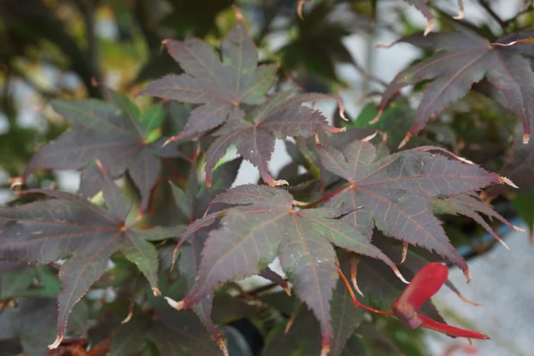 Bloodgood Japanese Maple Tree Foliage
