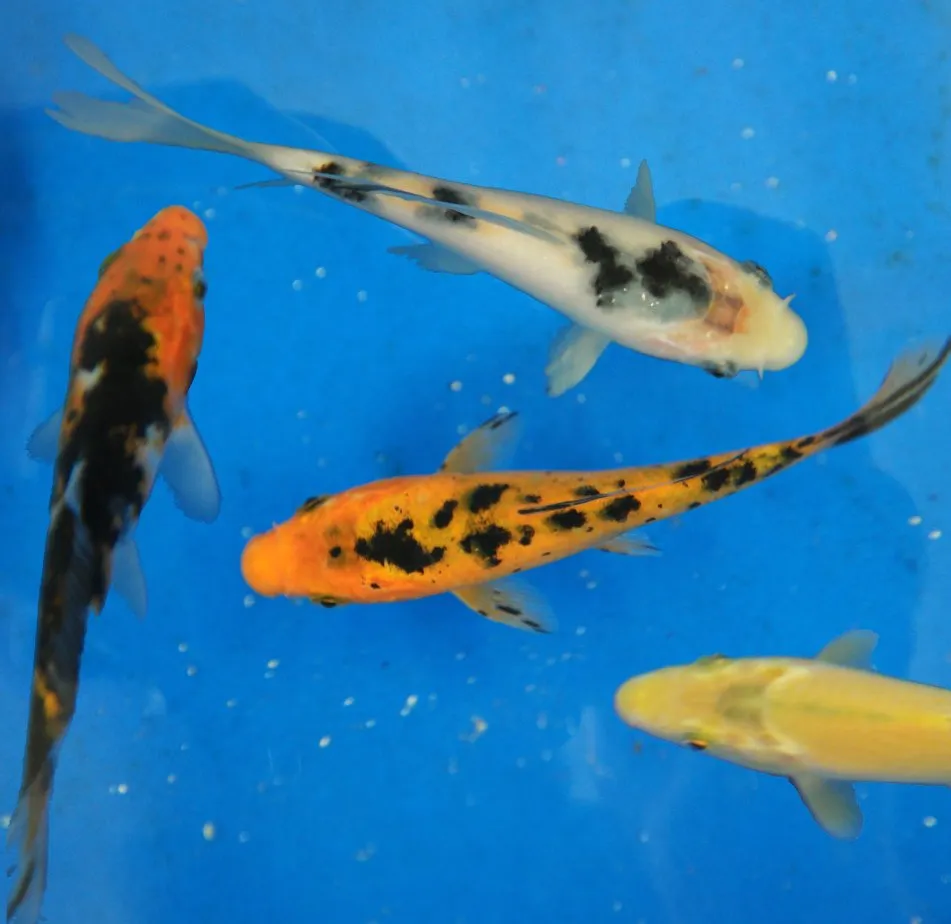 Koi Fish