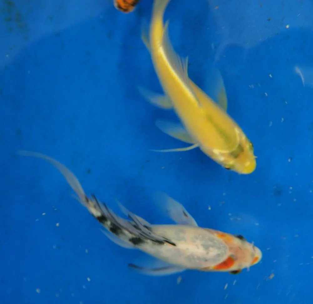Butterfly Koi