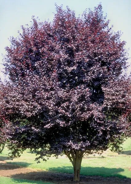 Krauter Vesuvius Plum Tree