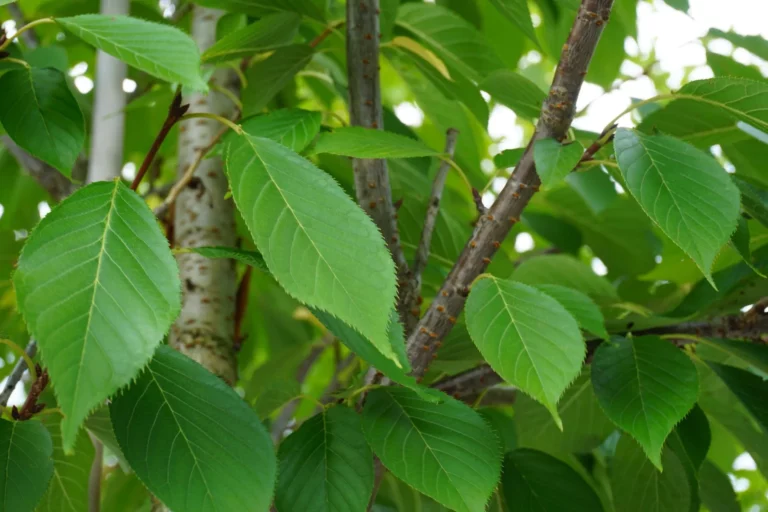 Kwanzan Flowering Cherry Tree Foliage