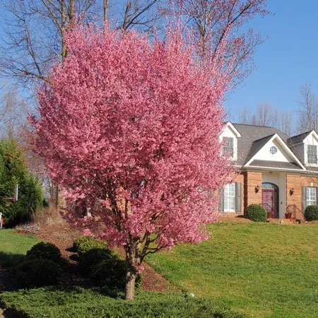 Flowers of Kwanzan Flowering Cherry tree for sale near me in Lebanon PA.