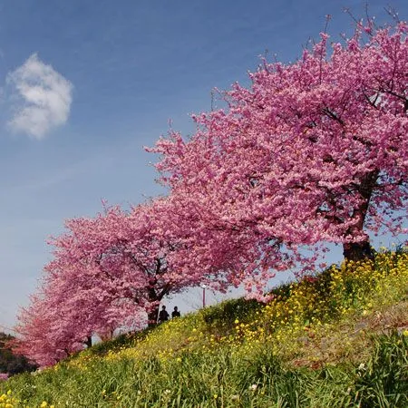 Kwanzan Flowering Cherry Tree