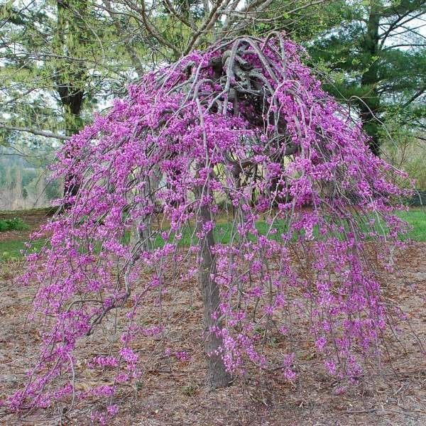Flowers of Lavender Twist Weeping Redbud tree for sale near me in Lebanon PA.
