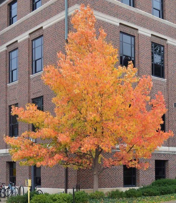 Hapdell Sweet Gum Tree