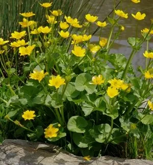 Marsh Marigold Pond Plants