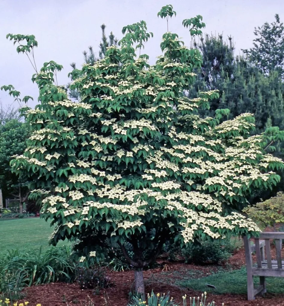 Chinese Kousa Dogwood tree for sale near me in Lebanon PA.