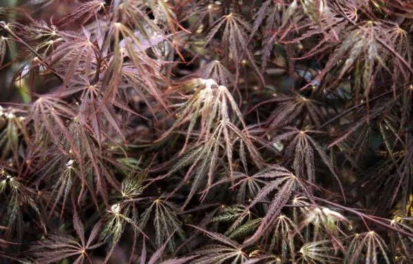 MedWeb_acer-palm-redd01-001-1920w