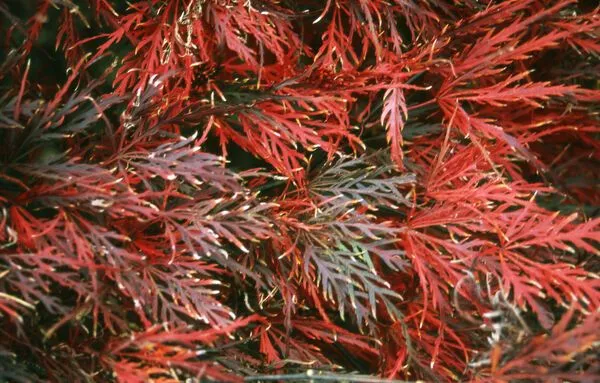 MedWeb_acer-palm-redd__-001-1920w