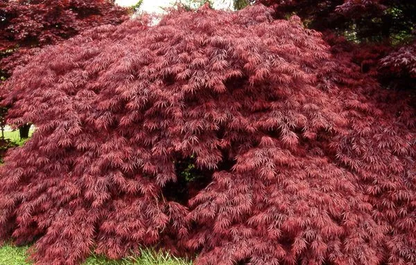 Tamukeyama Weeping Japanese Maple tree for sale near me in Lebanon PA.